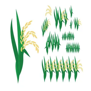 Hình ảnh bông lúa file vector mẫu KS892