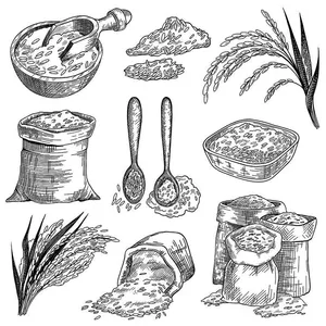 Hình ảnh bông lúa file vector mẫu KS893