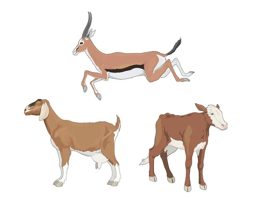 Hình ảnh chú dê file vector mẫu KS533