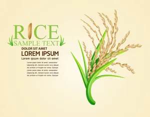 Hình ảnh bông lúa file vector mẫu KS899