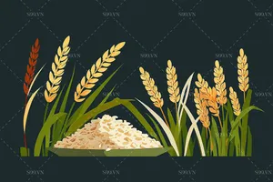 Hình minh họa lúa gạo file JPG mẫu KS917