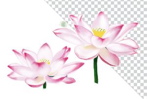 Hình ảnh bông hoa sen màu hồng file PNG mẫu CR1624