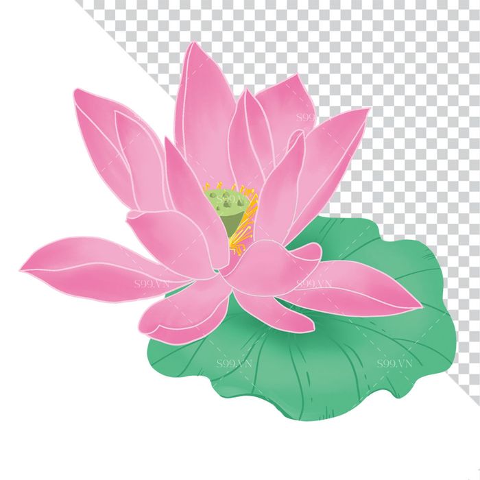 Hình ảnh hoa sen cùng lá sen file PNG mẫu CR1662