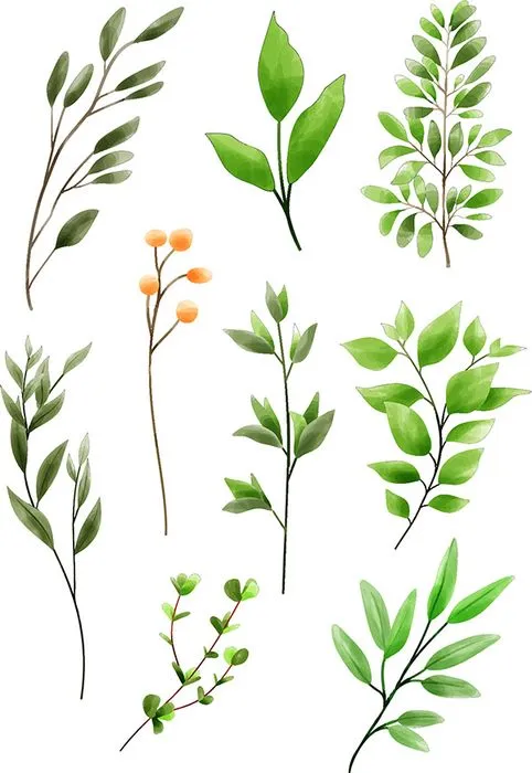 Bộ Cành Lá Xanh Minh Họa Dễ Thương – File EPS Vector Cao Cấp