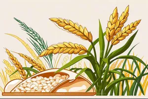 Background quảng cáo lúa gạo file JPG mẫu KS914