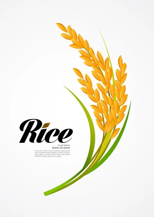 Hình ảnh bông lúa file vector mẫu KS887