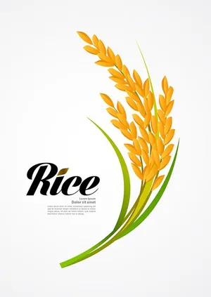 Hình ảnh bông lúa file vector mẫu KS887