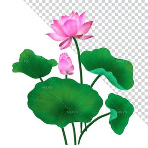 Hình ảnh bông hoa sen cùng lá sen file PNG mẫu CR1626