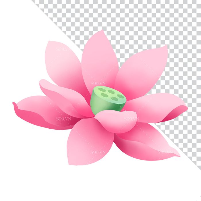 Hình ảnh bông hoa sen màu hồng file PNG mẫu CR1658