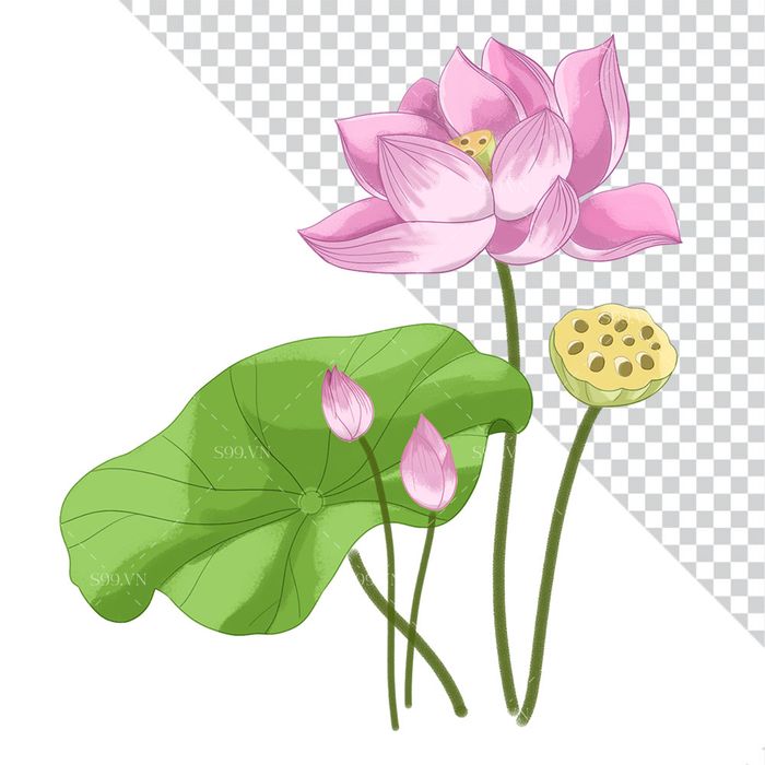 Hình ảnh bông hoa sen file PNG mẫu CR1630