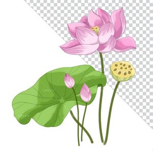 Hình ảnh bông hoa sen file PNG mẫu CR1630
