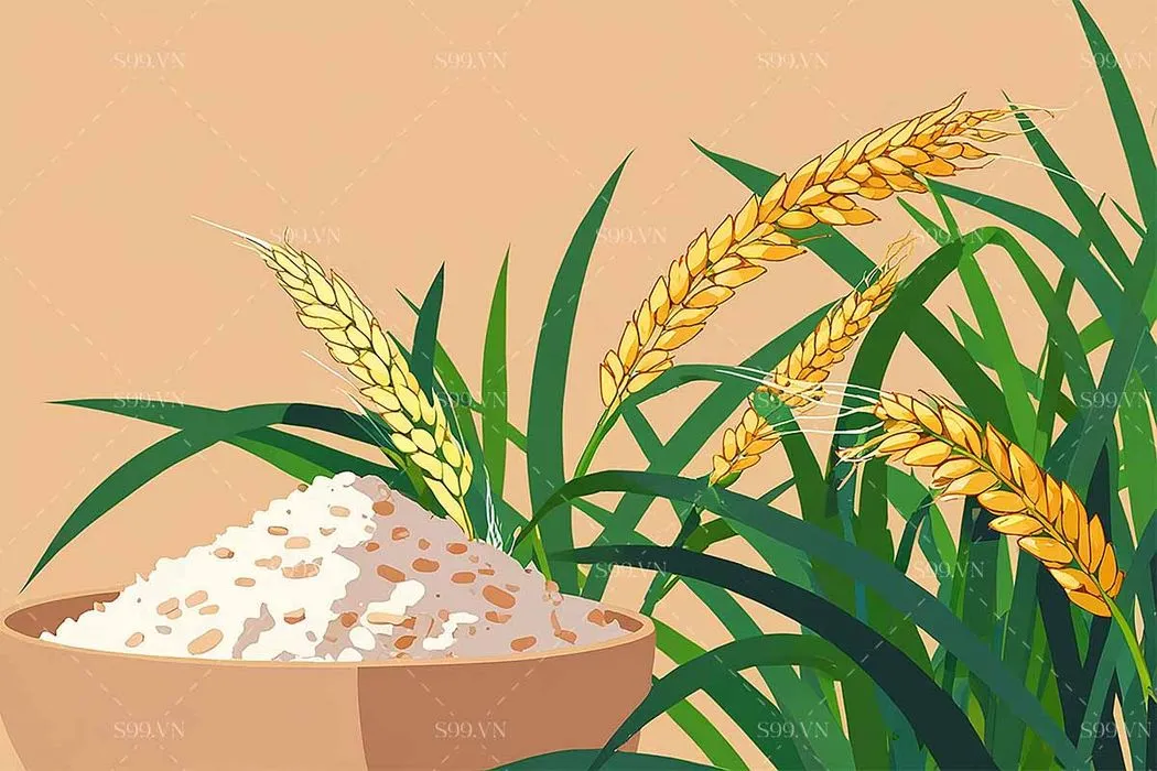 Background quảng cáo lúa gạo file JPG mẫu KS915