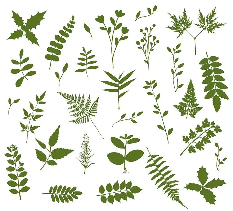 Bộ sưu tập cành lá vector EPS – Thư viện minh họa thiên nhiên