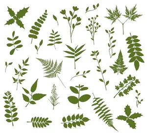 Bộ sưu tập cành lá vector EPS – Thư viện minh họa thiên nhiên