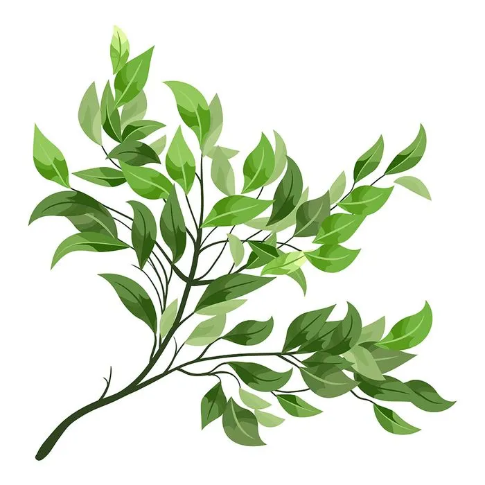 Cành Lá Xanh Tươi - Hình Minh Họa Vector EPS Đa Dụng cho Thiết Kế