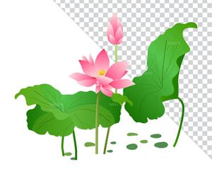 Hình ảnh hoa sen cùng lá sen file PNG mẫu CR1660