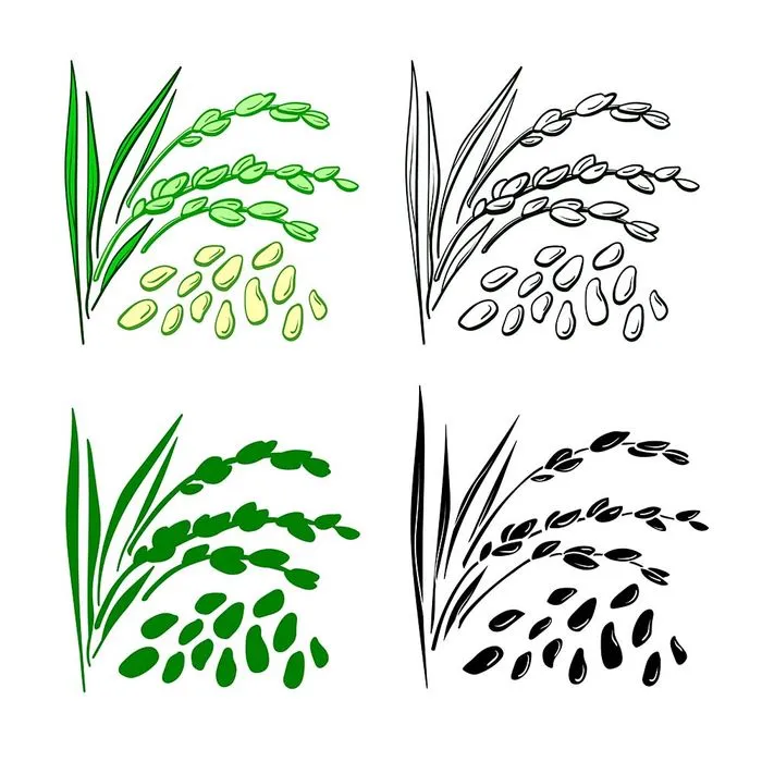 Hình ảnh bông lúa file vector mẫu KS894