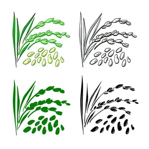 Hình ảnh bông lúa file vector mẫu KS894