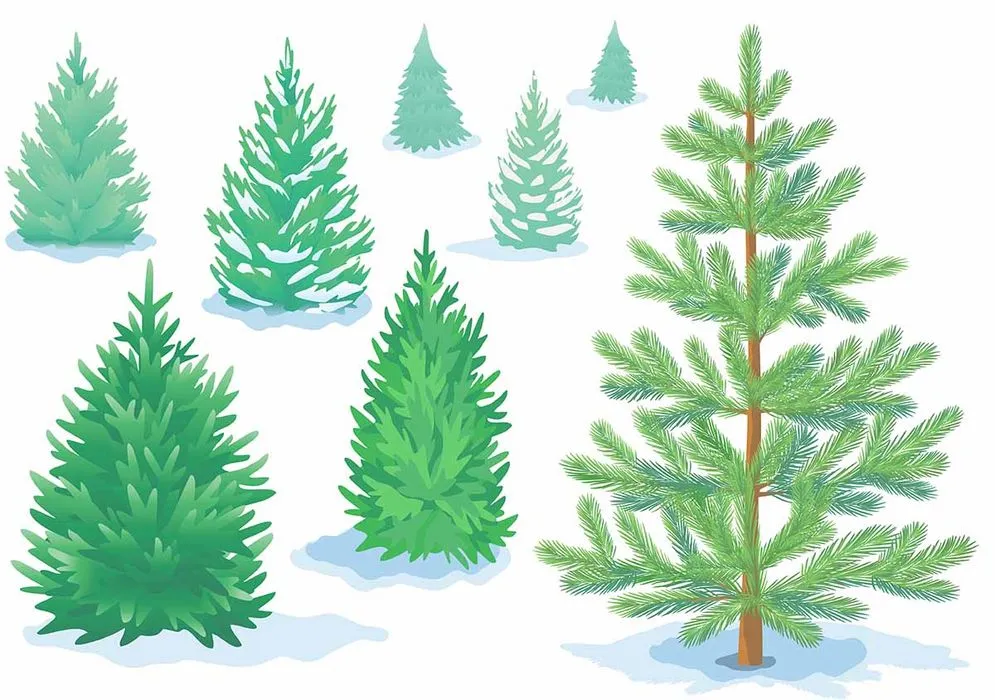 Hình ảnh cây thông file vector mẫu KS744