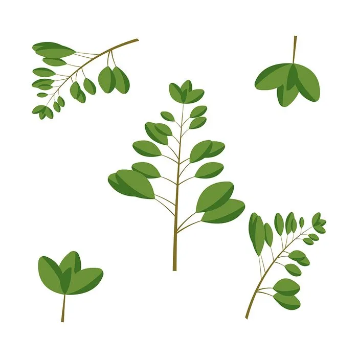 Cành Lá Xanh Tươi - Hình Minh Họa Vector EPS Đa Dạng Cho Thiết Kế
