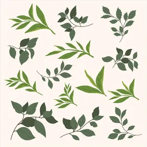 Cành Lá Xanh Tươi - Bộ Sưu Tập Vector Minh Họa Tự Nhiên