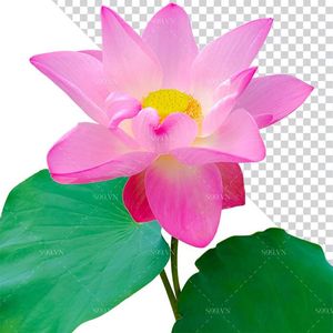 Hình ảnh hoa sen cùng lá sen file PNG mẫu CR1665