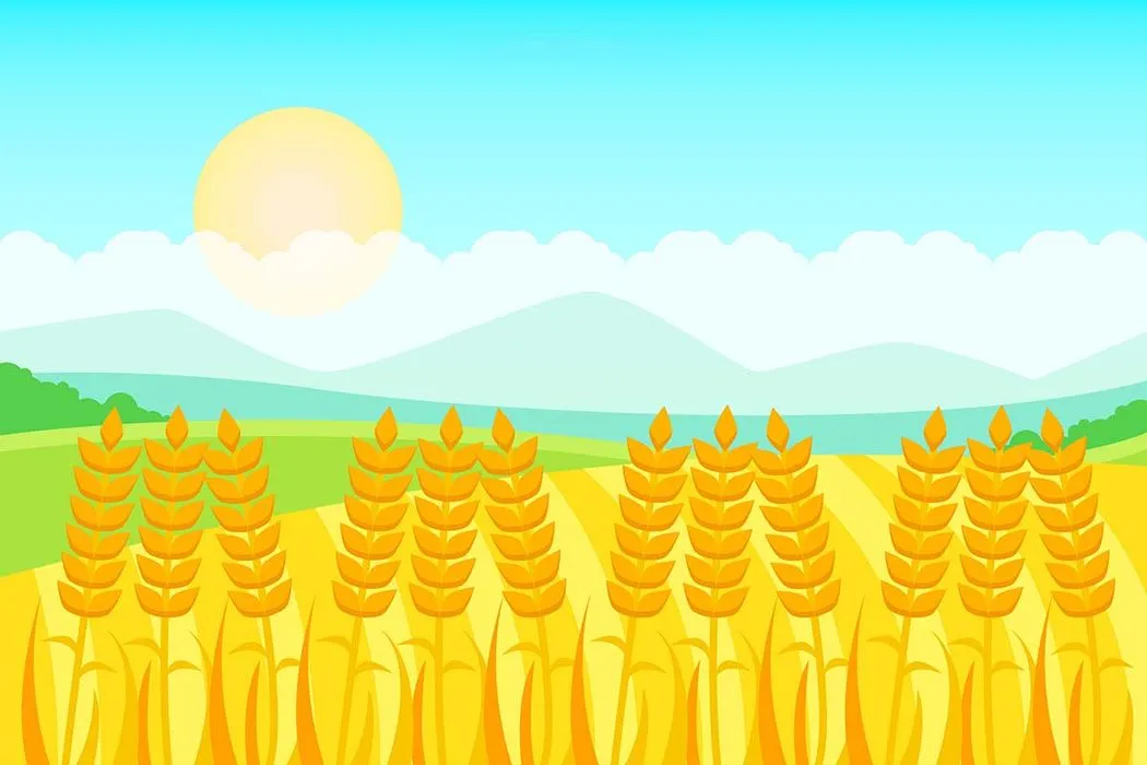 Hình ảnh cánh đồng lúa file vector mẫu KS870