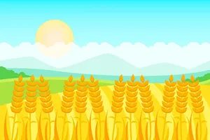 Hình ảnh cánh đồng lúa file vector mẫu KS870
