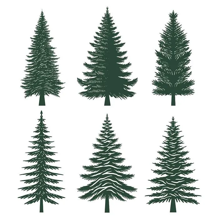 Hình ảnh cây thông file vector mẫu KS737