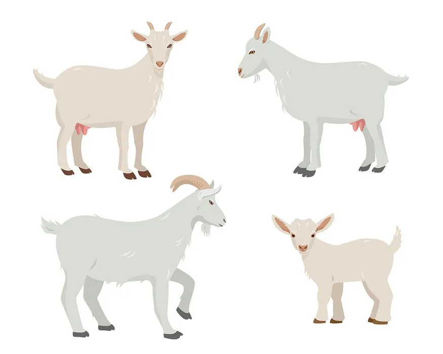 Hình ảnh chú dê file vector mẫu KS511