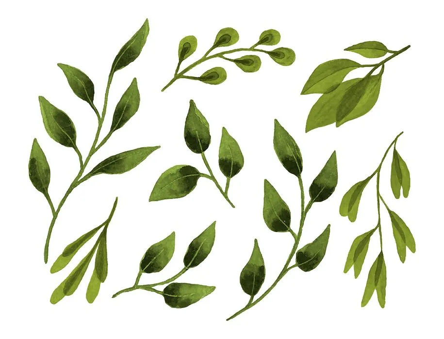 Cành Lá Xanh Minh Họa EPS - Bộ Sưu Tập Thực Vật Đa Dạng