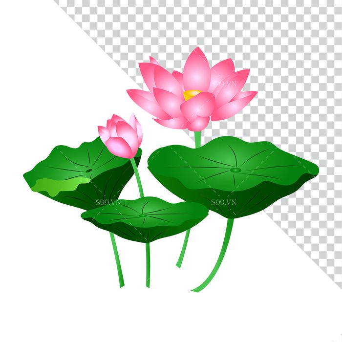 Hình ảnh hoa sen cùng lá sen file PNG mẫu CR1661