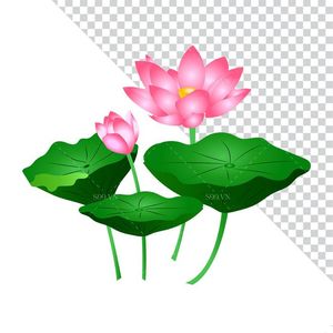 Hình ảnh hoa sen cùng lá sen file PNG mẫu CR1661