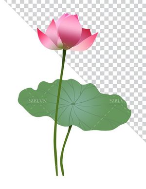 Hình ảnh bông hoa sen file PNG mẫu CR1631