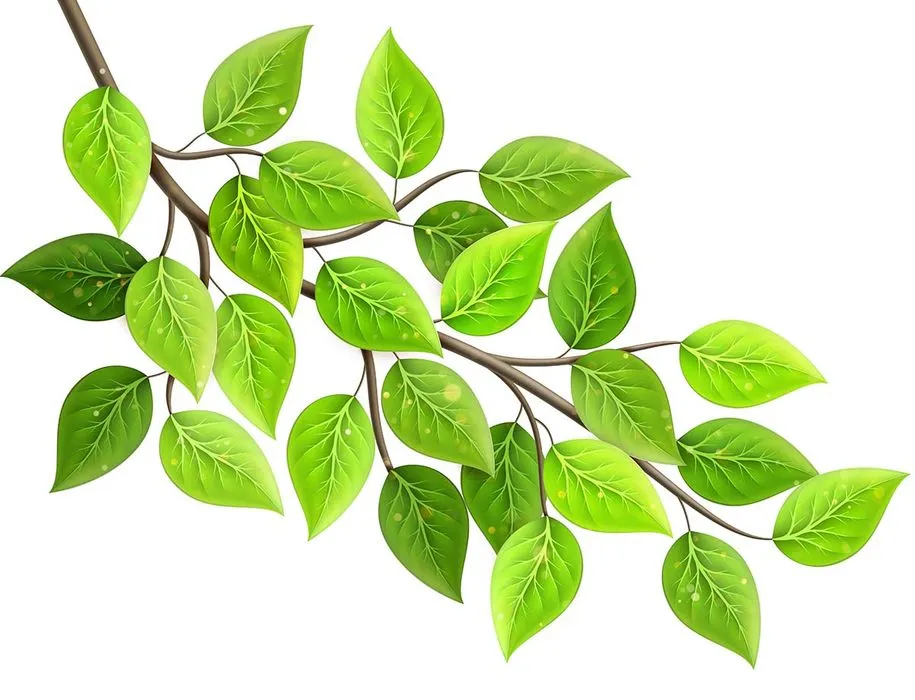 Cành Lá Xanh Tươi - Hình Minh Họa Vector EPS Đa Dụng