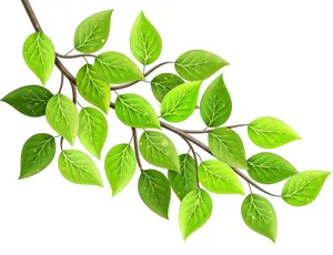 Cành Lá Xanh Tươi - Hình Minh Họa Vector EPS Đa Dụng