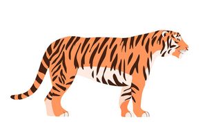 Hình ảnh chú hổ đang đứng file vector mẫu CR1488