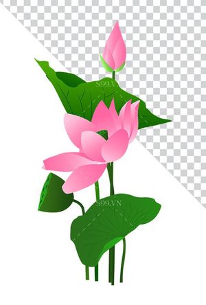 Hình ảnh bông hoa sen và lá file PNG mẫu CR1612