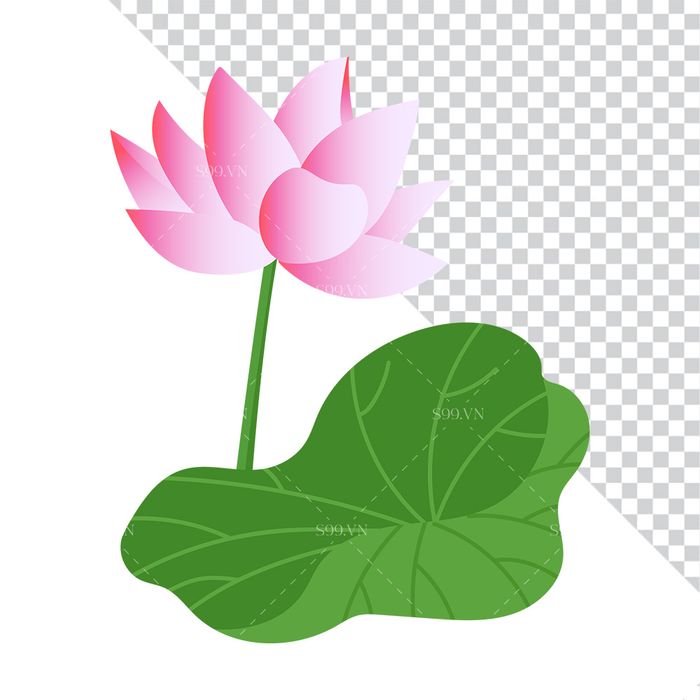 Hình ảnh hoa sen và lá sen file PNG mẫu CR1653