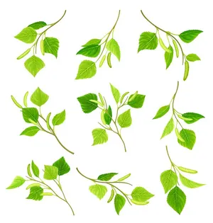 Cành lá phong cách minh họa Bộ sưu tập thiết kế vector EPS