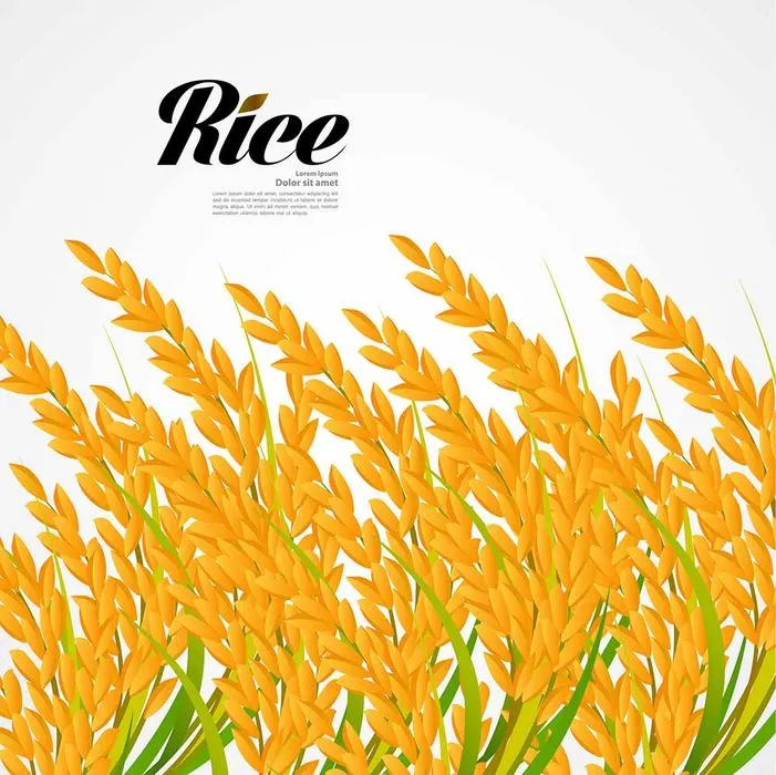 Hình ảnh bông lúa file vector mẫu KS888