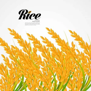 Hình ảnh bông lúa file vector mẫu KS888