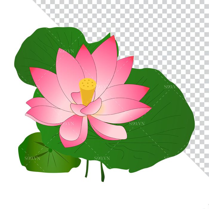 Hình ảnh bông hoa sen màu hồng trên lá sen file PNG mẫu CR1621