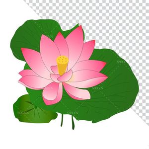 Hình ảnh bông hoa sen màu hồng trên lá sen file PNG mẫu CR1621