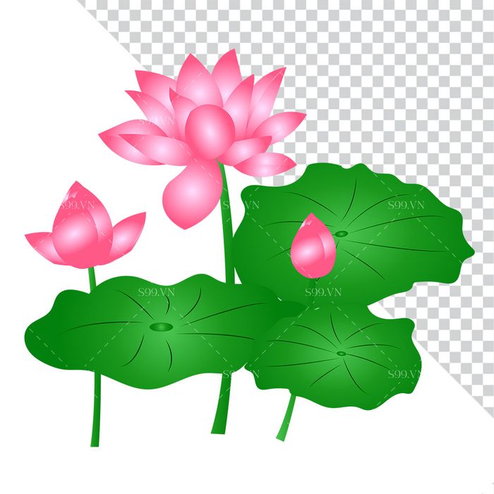 Hình ảnh bông hoa sen và lá file PNG mẫu CR1611
