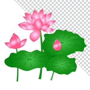 Hình ảnh bông hoa sen và lá file PNG mẫu CR1611