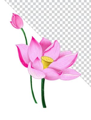 Hình ảnh bông hoa sen màu hồng file PNG mẫu CR1650