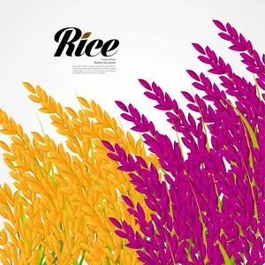 Hình ảnh bông lúa file vector mẫu KS884