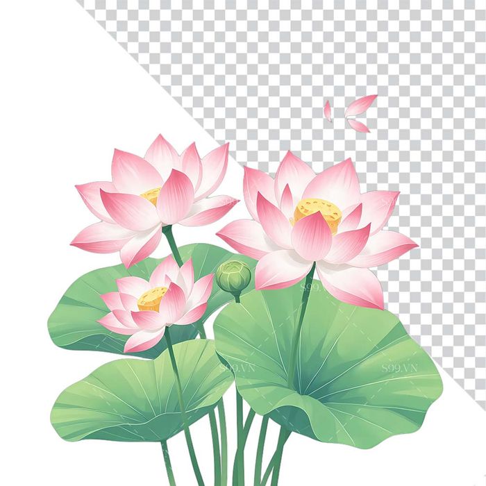 Hình ảnh hoa sen cùng lá sen file PNG mẫu CR1663