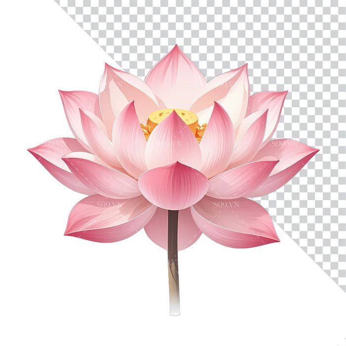 Hình ảnh bông hoa sen màu hồng file PNG mẫu CR1649